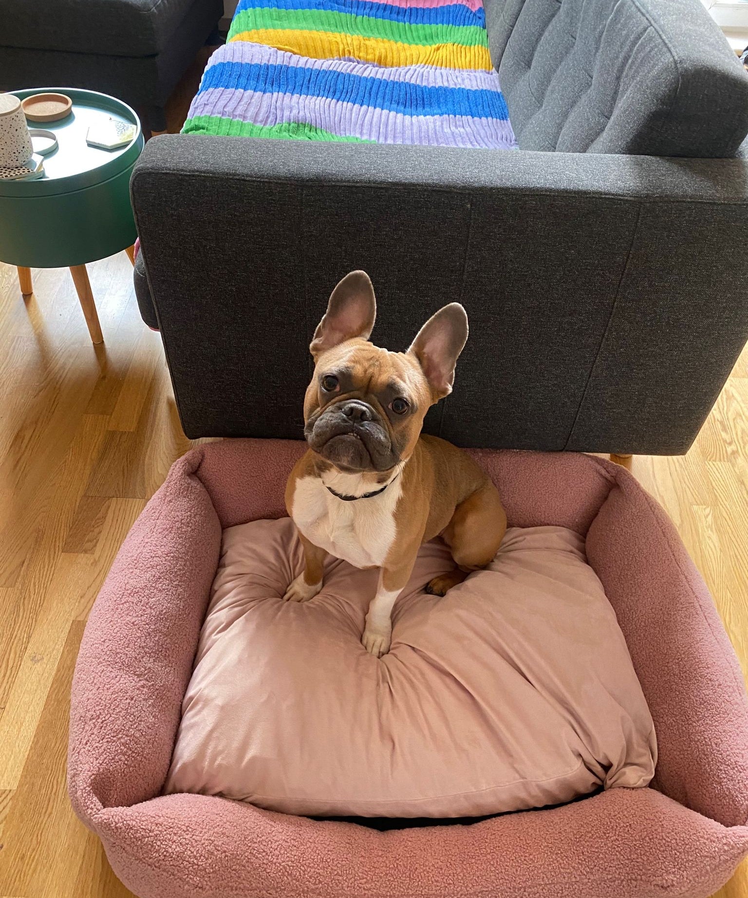 Sherpa Bed